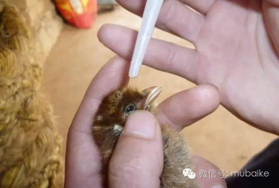 广告快印店接单技巧:提升业绩的必备策略