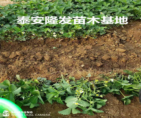 垦利区综合执法经验分享——探索高效管理与服务模式