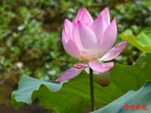 本溪短视频拍摄技巧:助你快速提升短视频内容质量