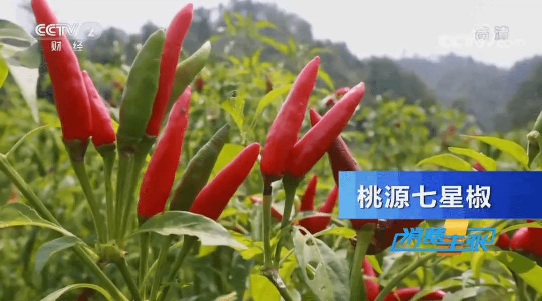 冬奥会带货攻略视频:如何在2025冬奥会期间巧妙营销,赢得消费者的心