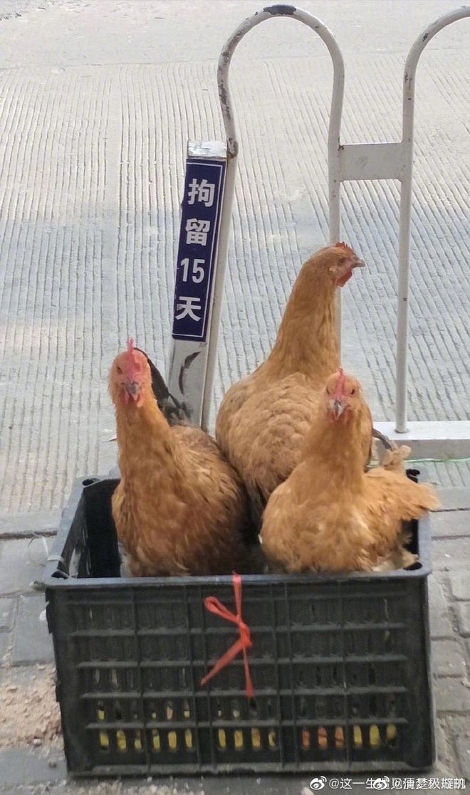 短视频SEO优化源代码：让你的视频流量飙升，轻松获得曝光！