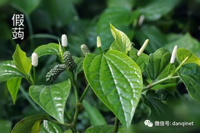 牙痛草药视频剪辑入门——让你告别牙痛,体验自然疗法的魅力