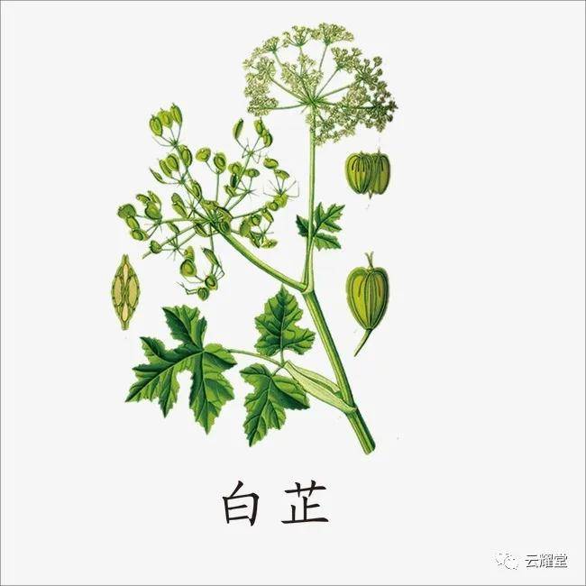牙痛草药视频剪辑入门——让你告别牙痛,体验自然疗法的魅力